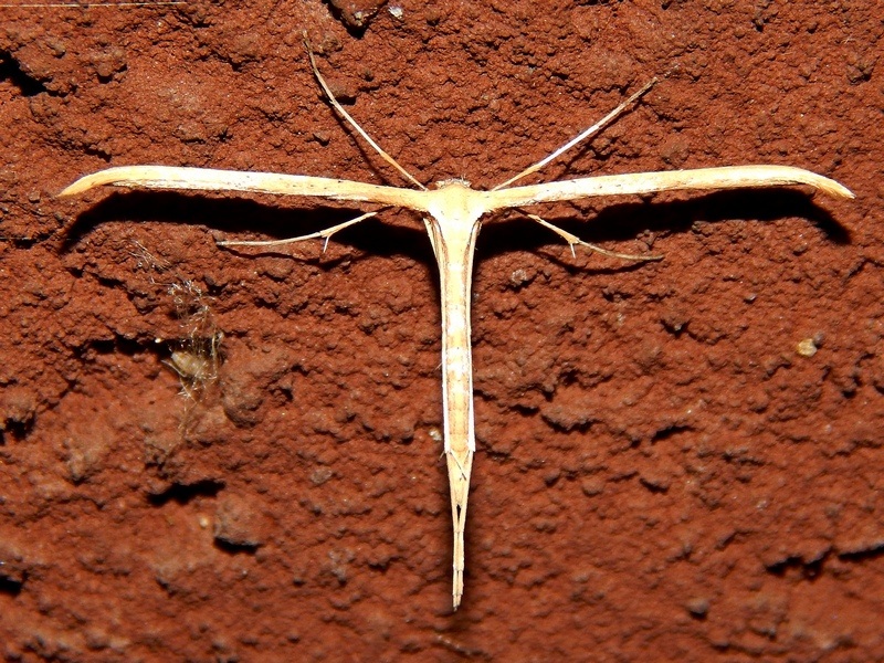 Emmelina monodactyla  svernante ? S